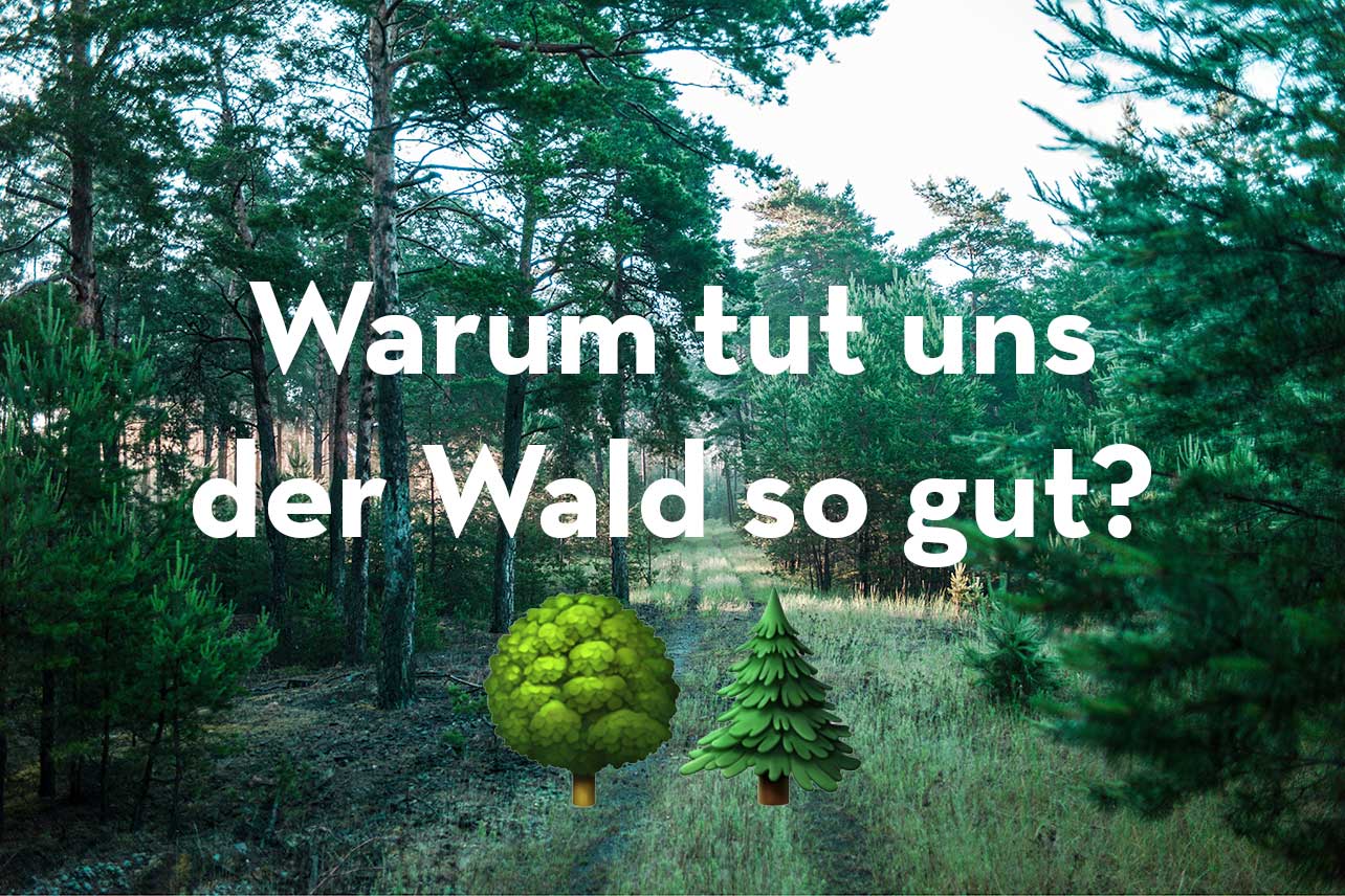 Wald im Sonnenschein mit der Aufschrift „Warum tut uns der Wald so gut?“ – Natürliche Entspannung und Gesundheit